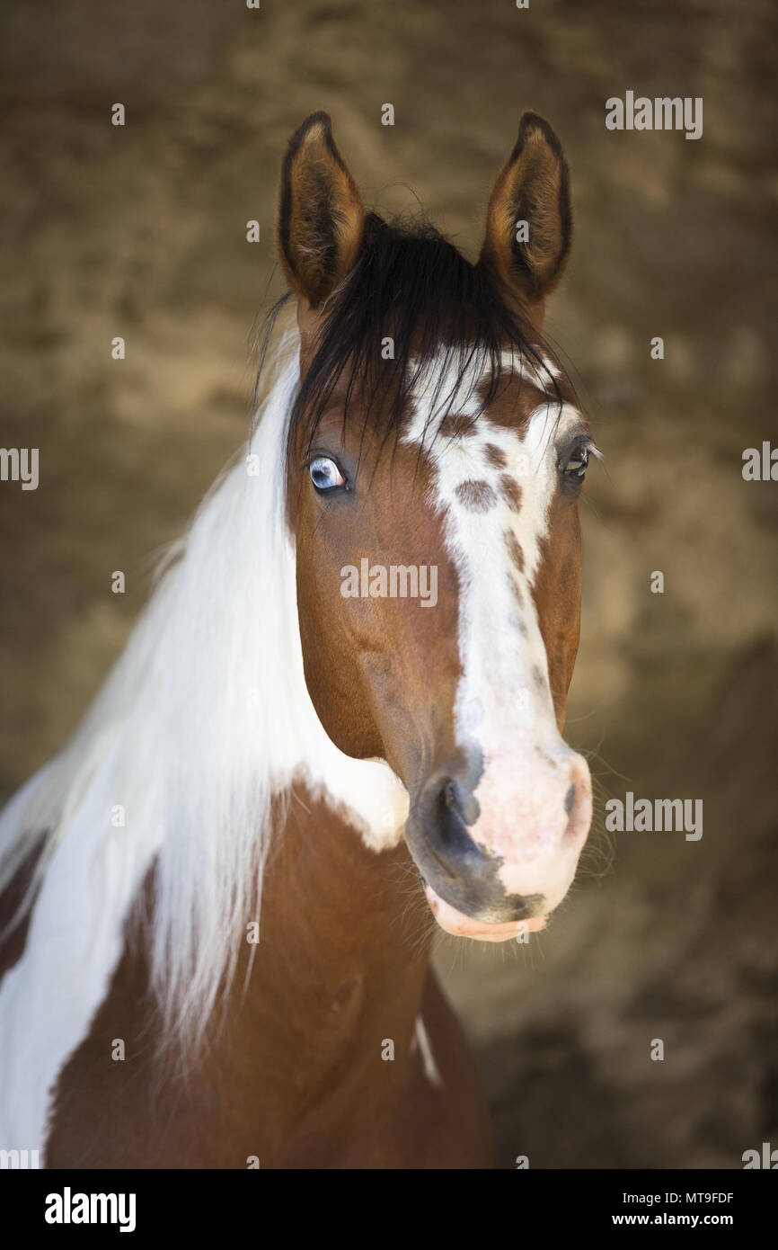 American Paint Horse. Portrait of adult mare. Austria Stock Photo