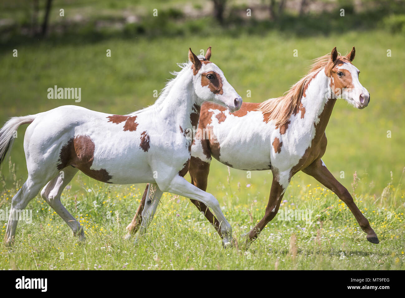 American paint horse colt hires stock photography and images Alamy