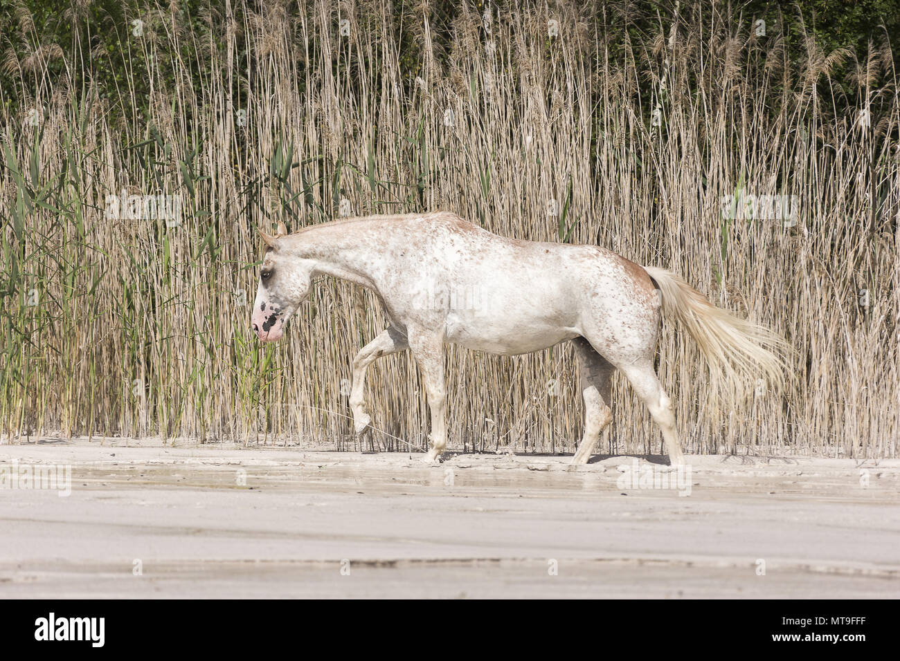 Appaloosa. Mare walking on kaolin sand with reed in background. Poland Stock Photo