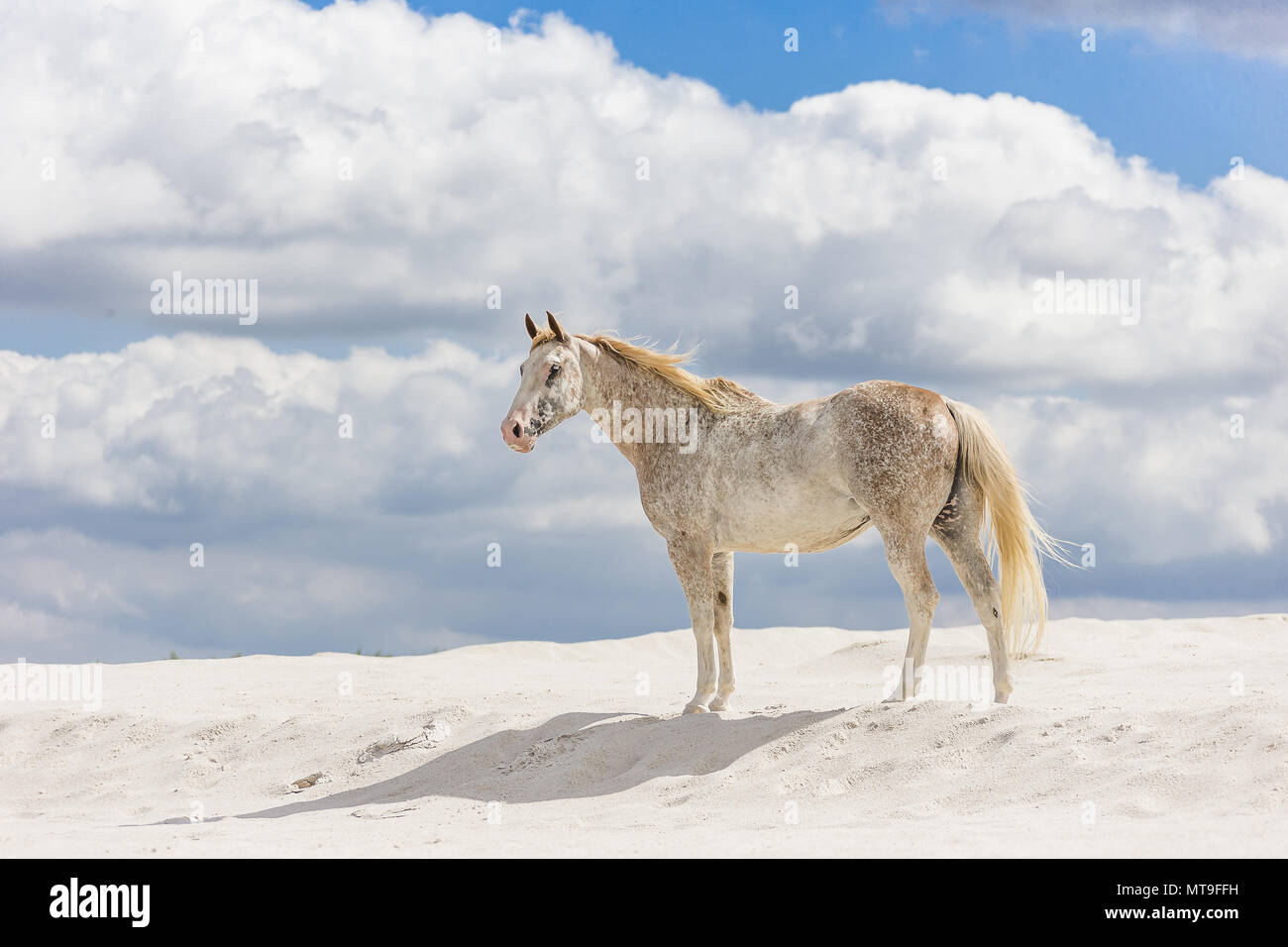 Appaloosa. Mare standing on kaolin sand . Poland Stock Photo