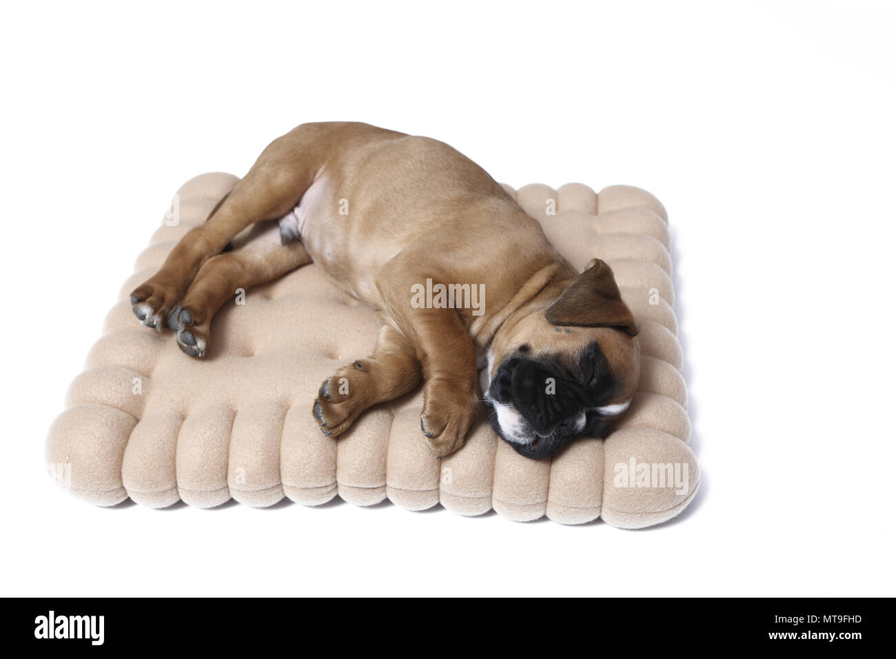 German Boxer. Puppy (7 weeks old) sleeping on a cookie-shaped cushion. Studio picture Stock Photo
