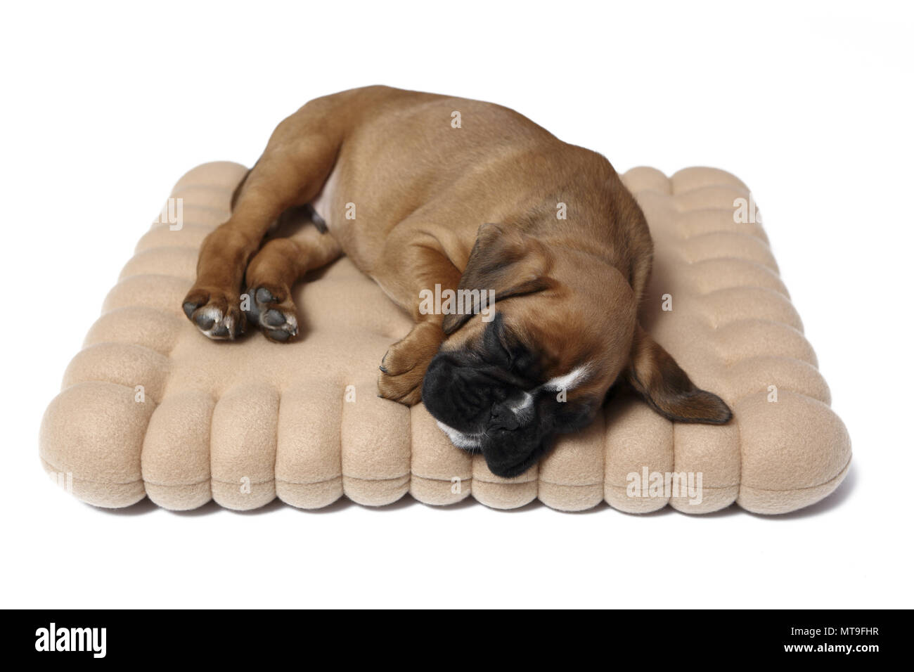 German Boxer. Puppy (7 weeks old) sleeping on a cookie-shaped cushion. Studio picture Stock Photo