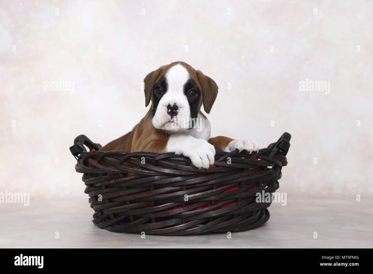 German Boxer. Puppy (7 weeks old) in a basket. Studio picture. Germany Stock Photo