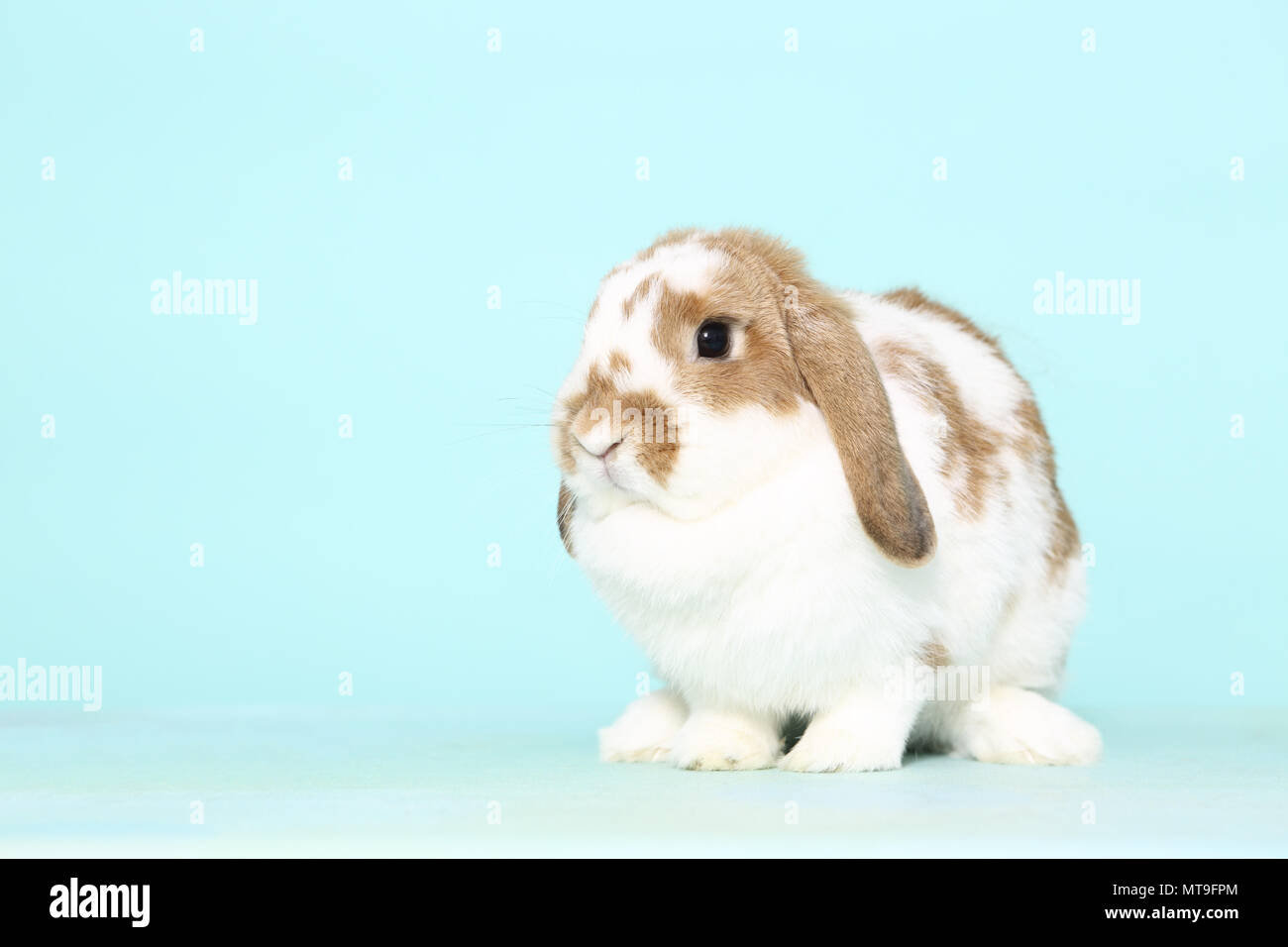 Dwarf Lop-eared Rabbit sitting. Studio picture against a light blue background Stock Photo