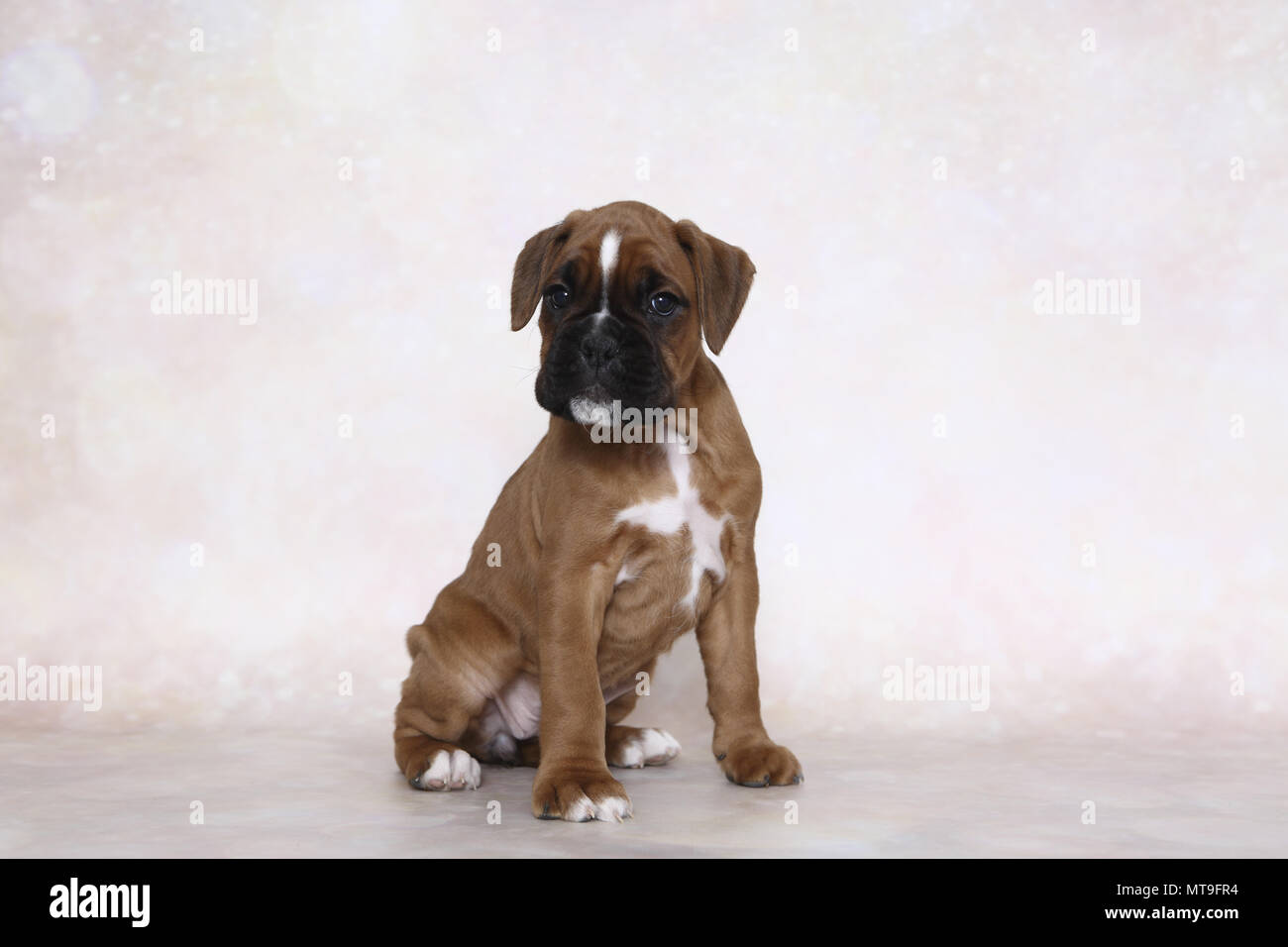 German Boxer. Puppy (7 weeks old) sitting. Studio picture. Germany Stock Photo