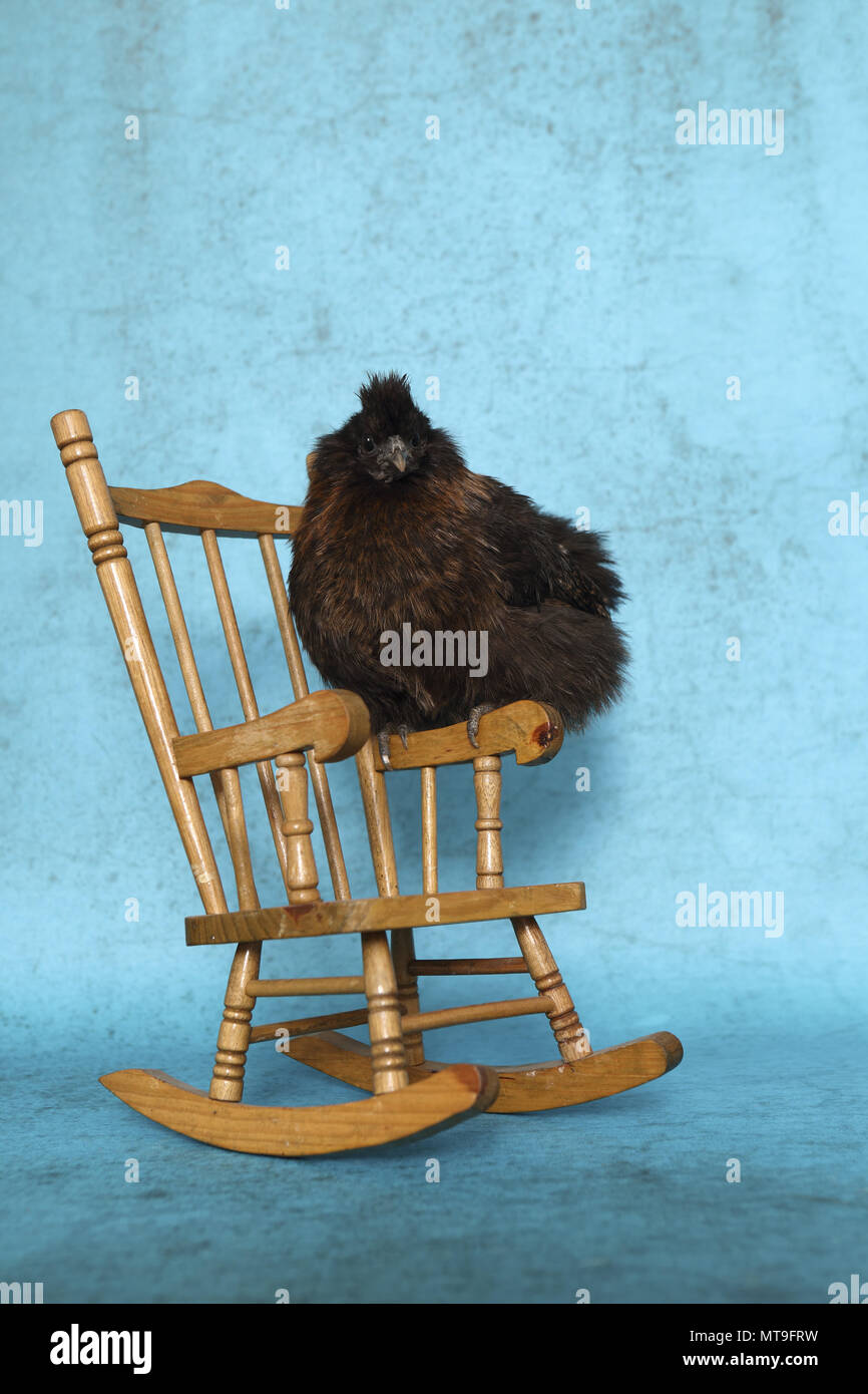 Domestic Chicken, Silkie, Silky. Adult sitting on a rocking chair. Studio picture Stock Photo