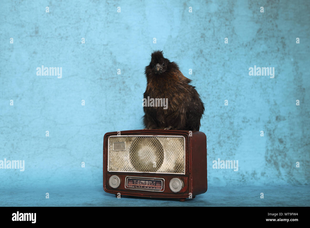 Domestic Chicken, Silkie, Silky. Adult standing on an old radio. Studio picture Stock Photo