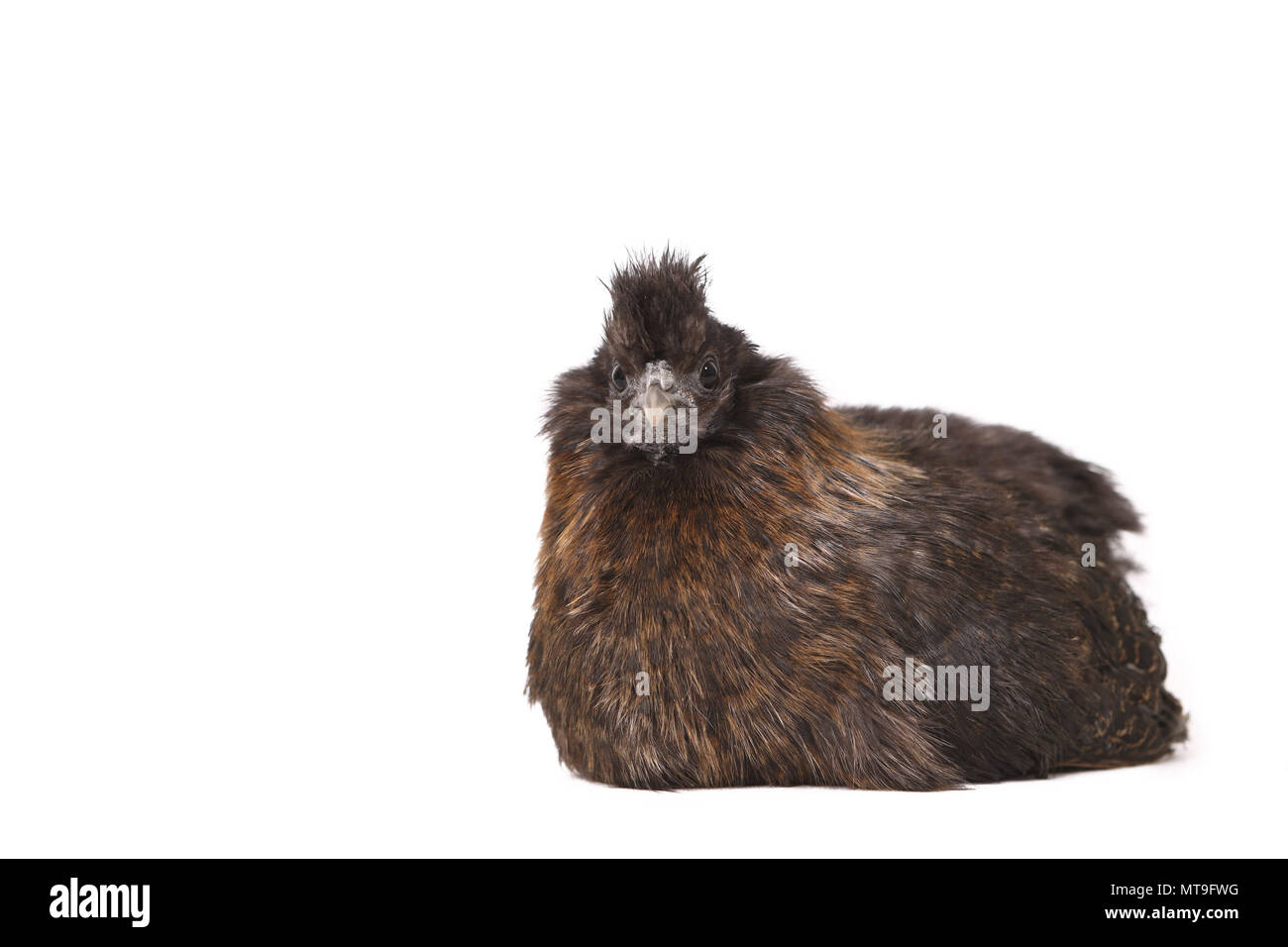 Domestic Chicken, Silkie, Silky. Adult standing, seen side-on. Studio picture against a white background Stock Photo