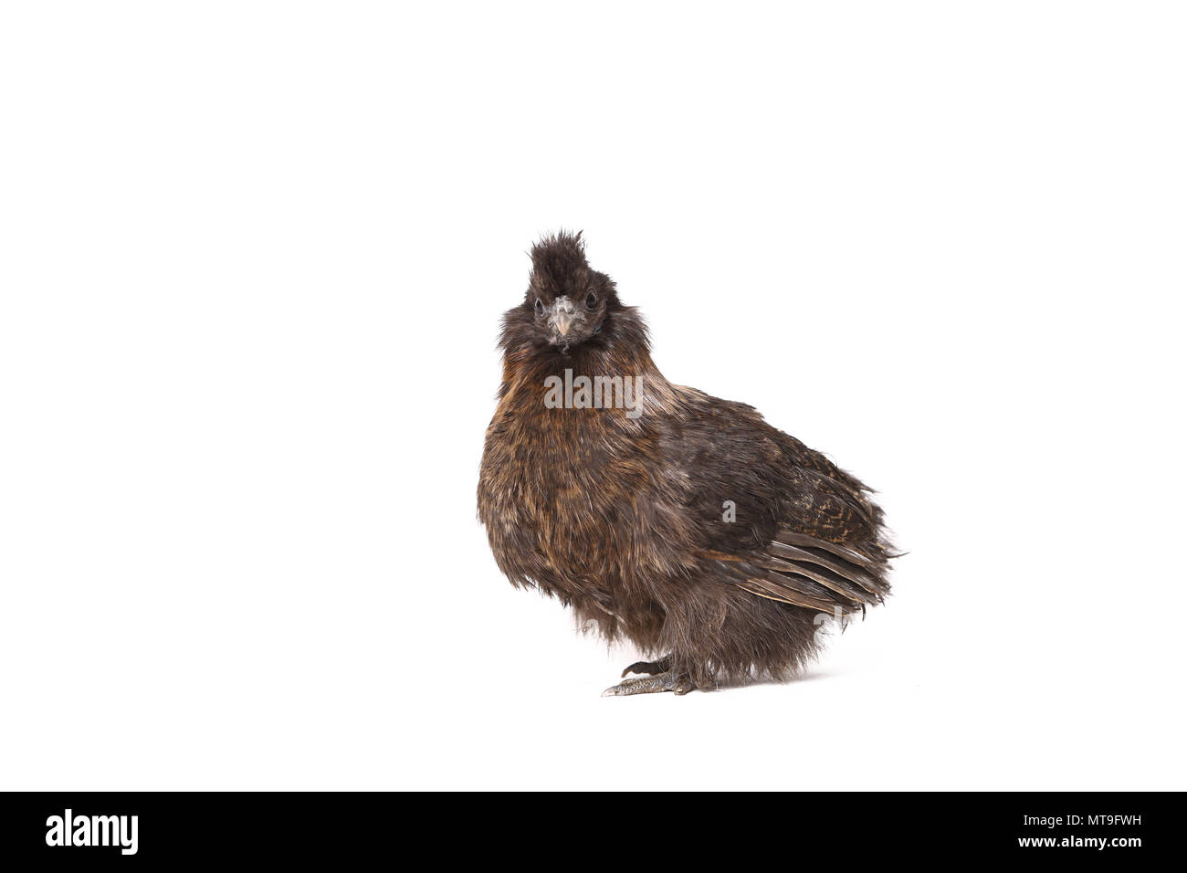 Domestic Chicken, Silkie, Silky. Adult standing, seen side-on. Studio picture against a white background Stock Photo