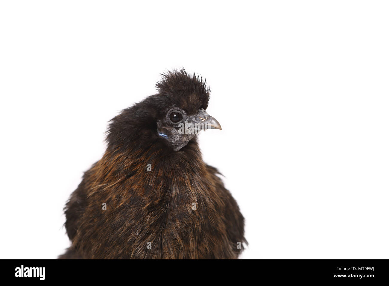 Domestic Chicken, Silkie, Silky. Portrait of adult. Studio picture against a white background Stock Photo