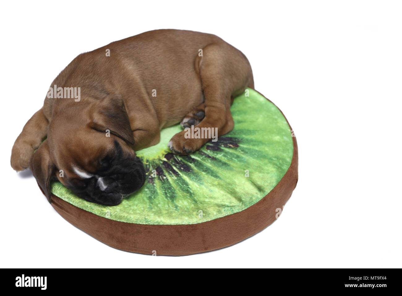 German Boxer. Puppy (7 weeks old) sleeping on a kiwi-shaped cushion. Studio picture Stock Photo