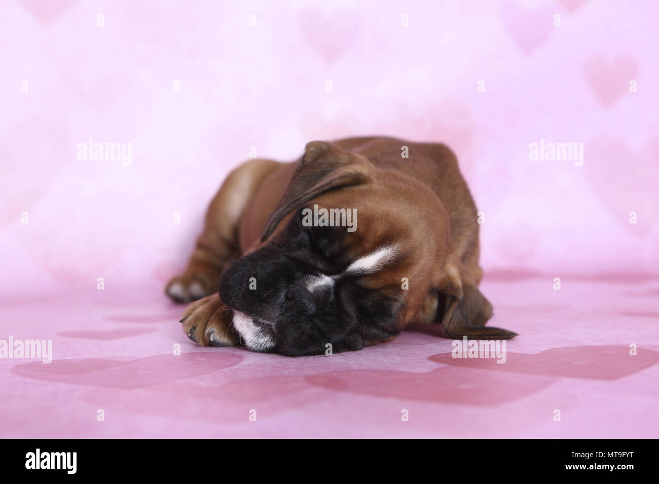 Boxer baby hi-res stock photography and images - Page 11 - Alamy