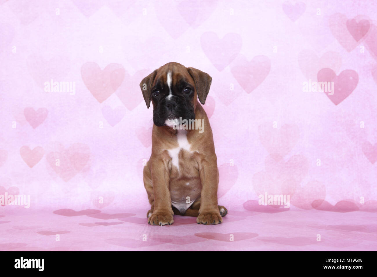 German Boxer. Puppy (7 weeks old) sitting. Studio picture seen against a pink background with heart print. Germany Stock Photo