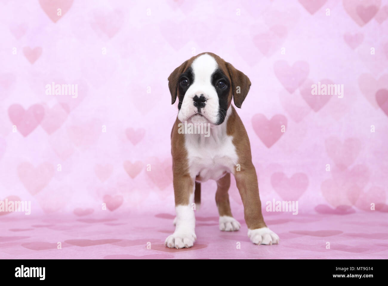 German Boxer. Puppy (7 weeks old) standing. Studio picture seen against a pink background with heart print. Germany Stock Photo