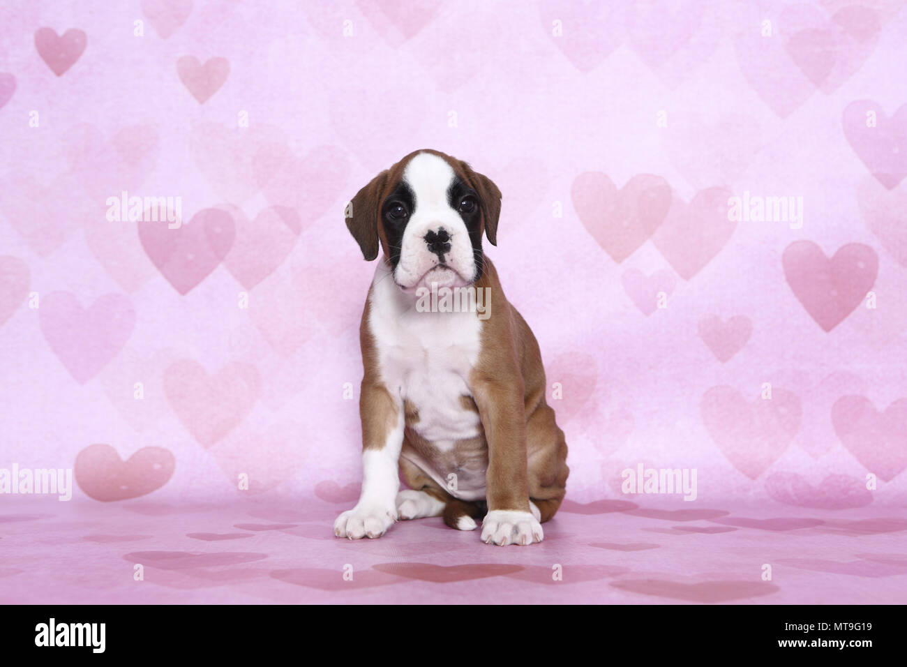 German Boxer. Puppy (7 weeks old) sitting. Studio picture seen against a pink background with heart print. Germany Stock Photo