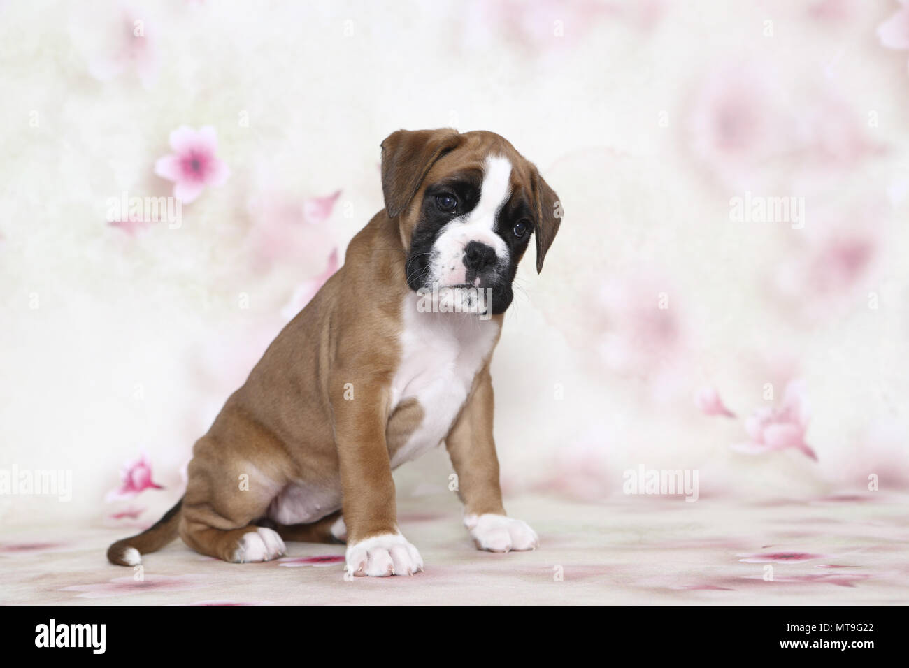 German Boxer. Puppy (7 weeks old) sitting. Studio picture seen against a white background with flower print. Germany Stock Photo