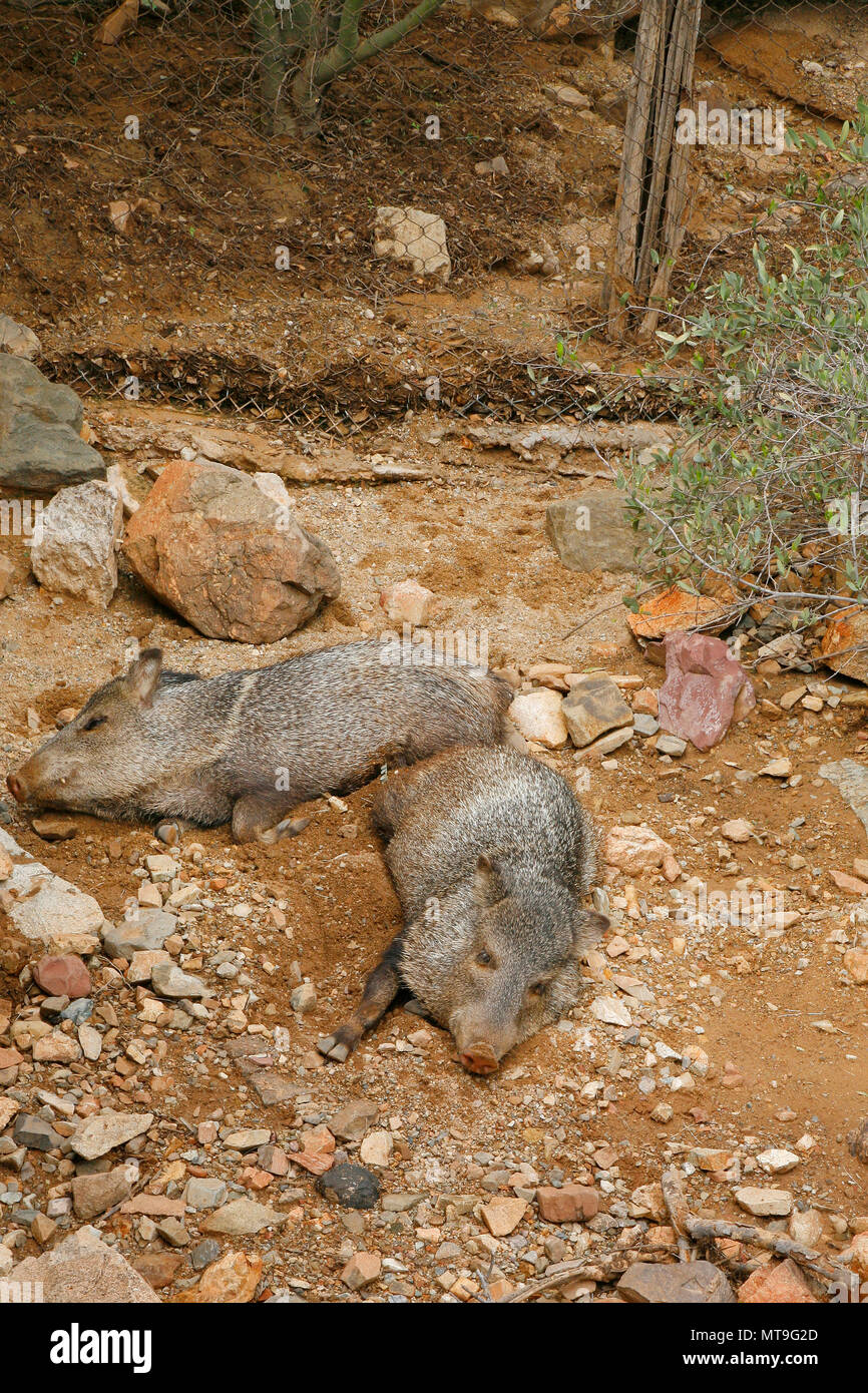American Collared Peccary or Javelina, a species of Suidae found with a range from the southwestern states of the United States down through Central A Stock Photo