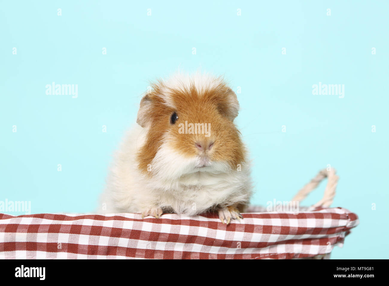 US-Teddy Guinea Pig in a basket. Studio picture against a light blue background Stock Photo
