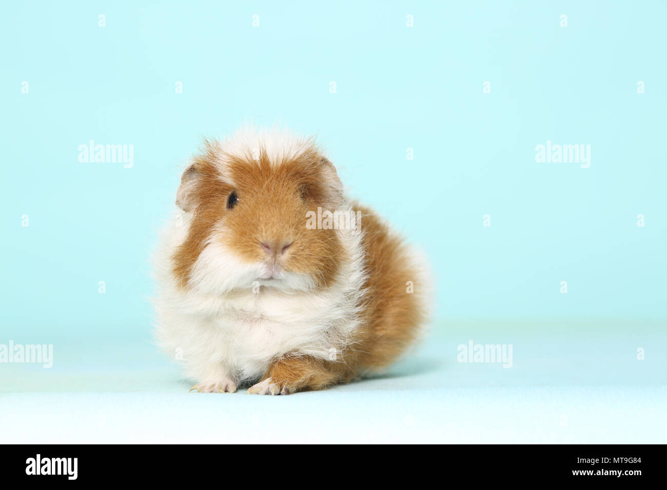 US-Teddy Guinea Pig, seen head-on. Studio picture against a light blue background Stock Photo