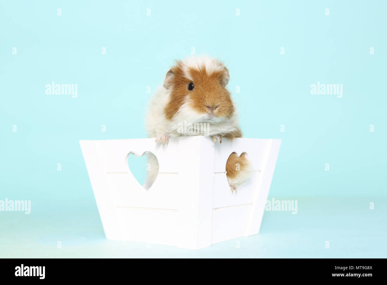 US-Teddy Guinea Pig in a little white box with heart-shaped holes. Studio picture against a light blue background Stock Photo