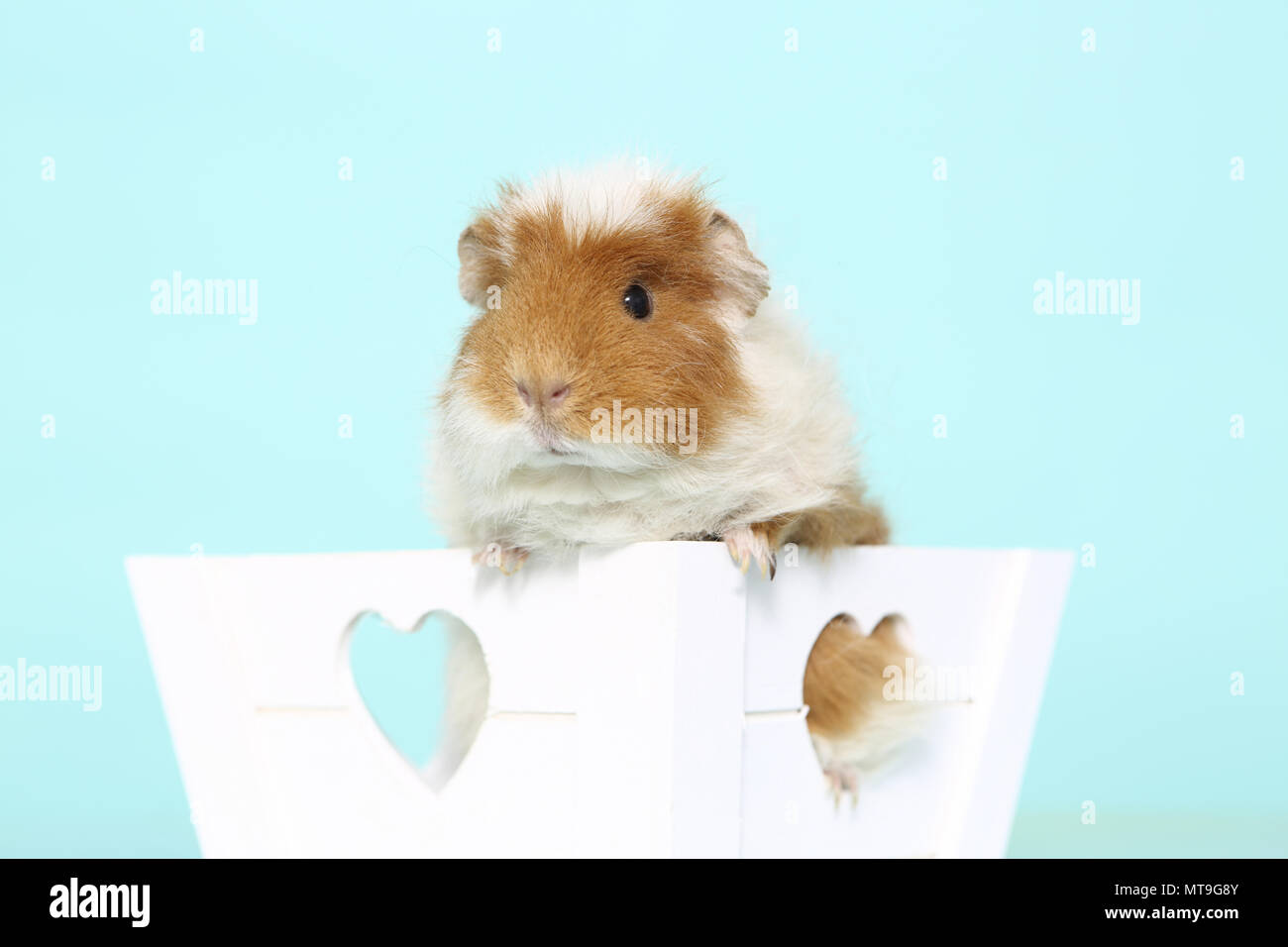 US-Teddy Guinea Pig in a little white box with heart-shaped holes. Studio picture against a light blue background Stock Photo