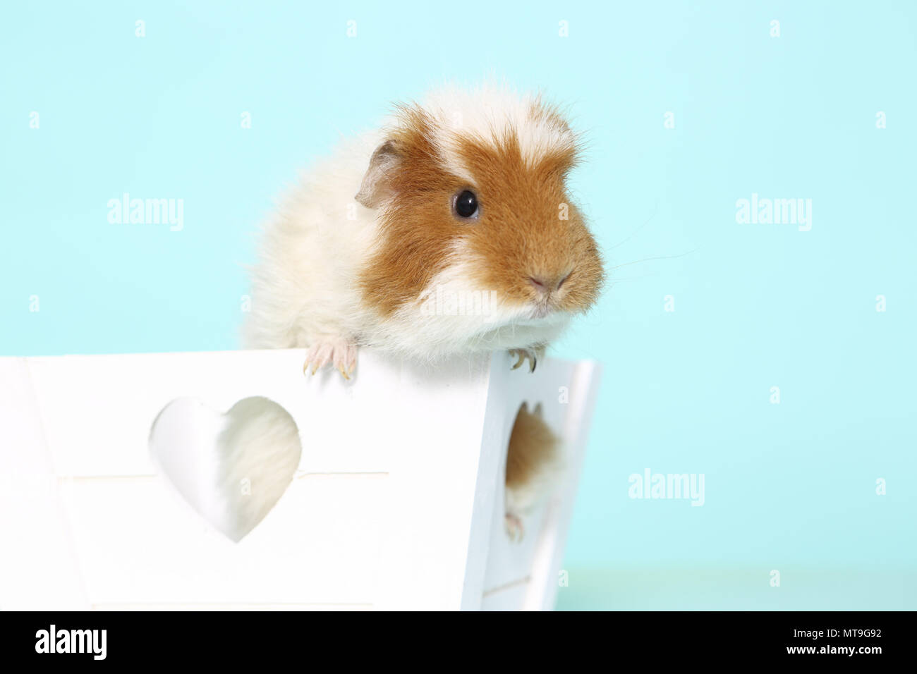 US-Teddy Guinea Pig in a little white box with heart-shaped holes. Studio picture against a light blue background Stock Photo