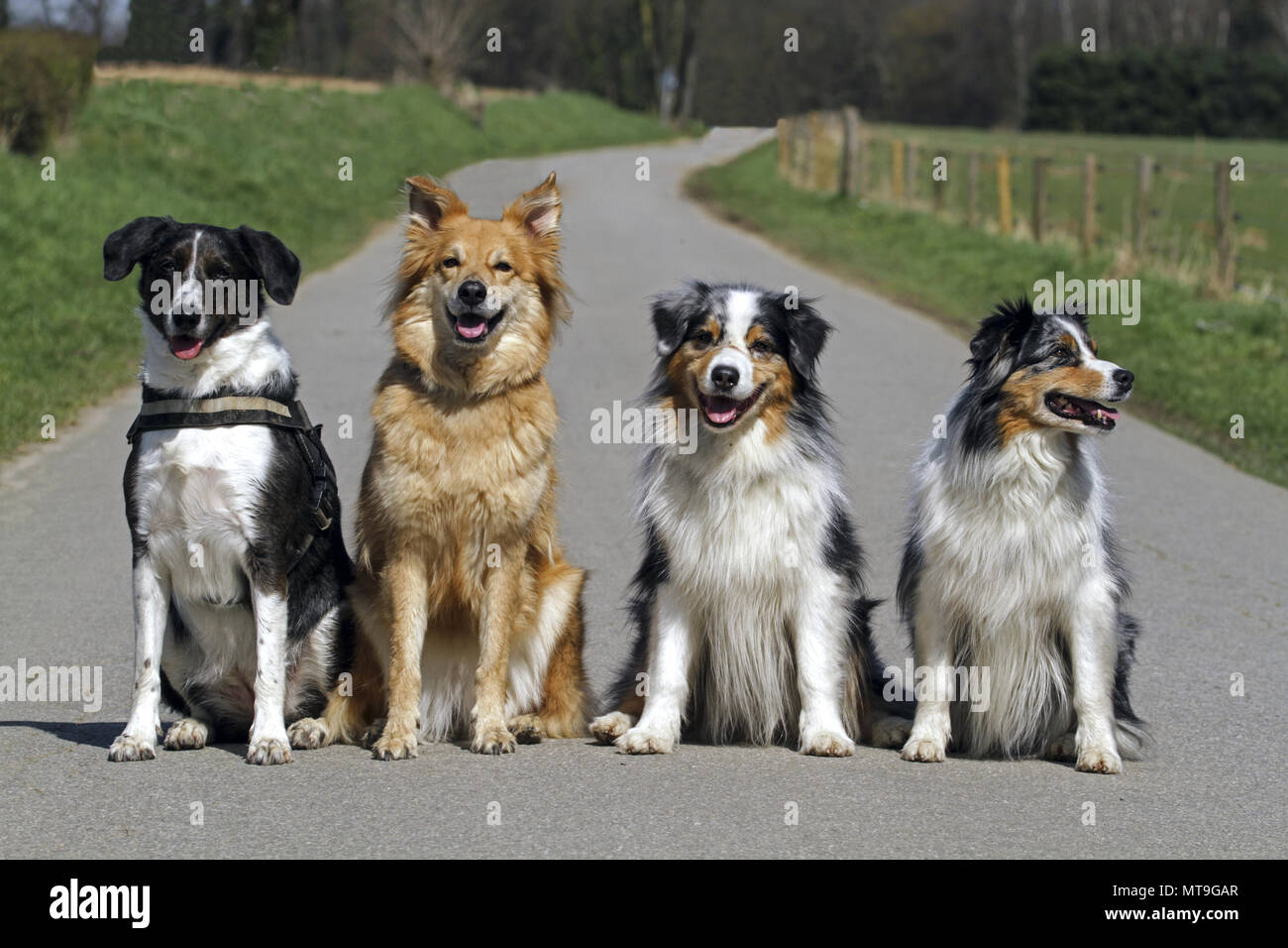 Four dogs sitting on a small road: Mixed-breed dog, Garafian Shepherd, pair  of Australian Shepherds (from left to right). Germany Stock Photo - Alamy