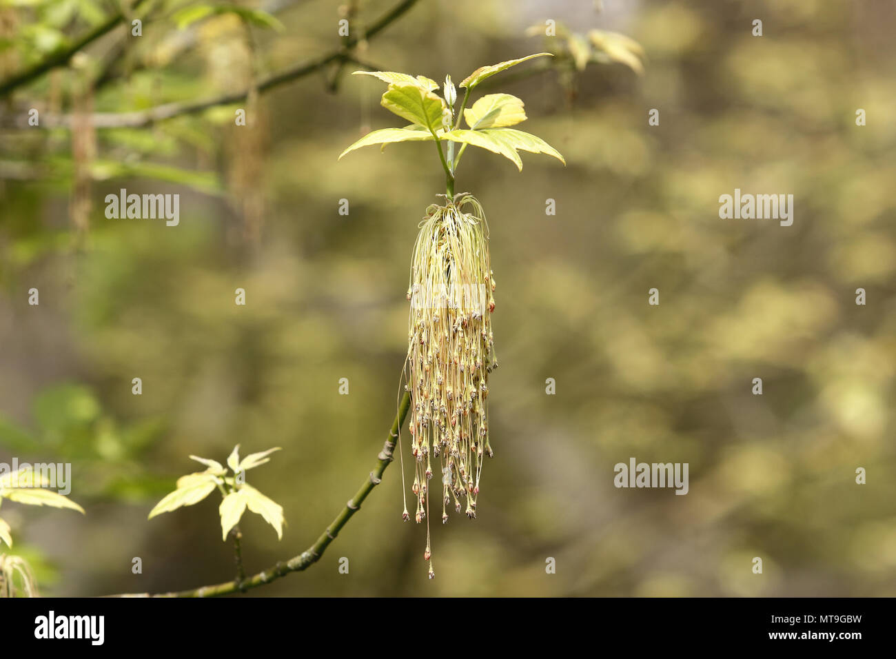 Box Elder (Acer negundo variegatum). Twig with female flowers in spring. Germany Stock Photo