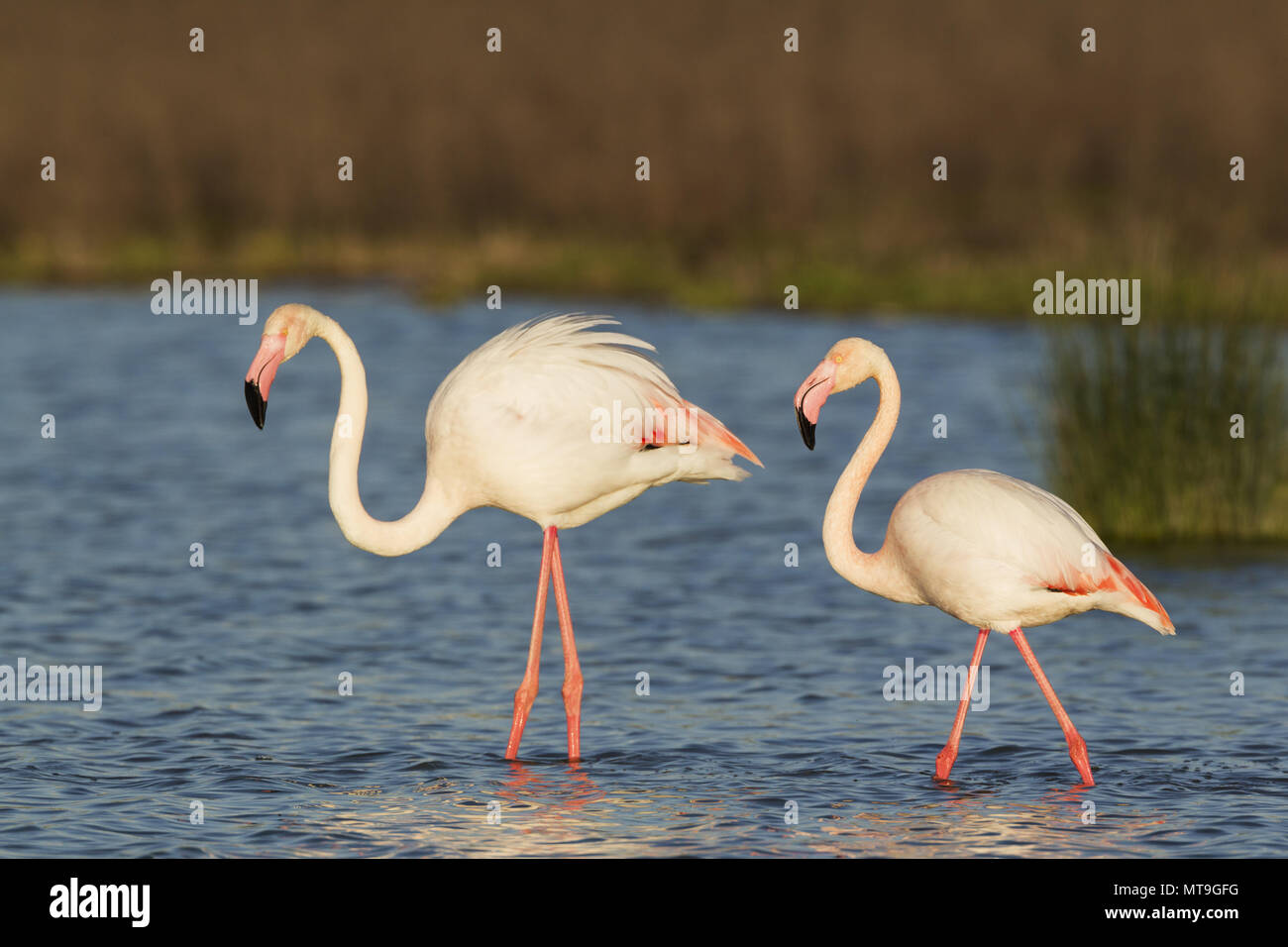 Greater Flamingo (Phoenicopterus roseus). Male on the left and female at the Laguna de Fuente de Piedra near the town of Antequera. This is the largest natural lake in Andalusia and Europe's only inland breeding ground for this species. Malaga province, Andalusia, Spain. Stock Photo