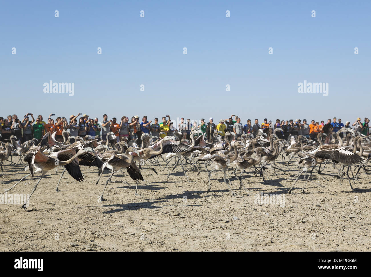 Greater Flamingo (Phoenicopterus roseus). Immatures are released again after having gone through a medical check and the ringing procedure. They are applauded by the volunteers. At the Laguna de Fuente de Piedra near the town of Antequera. This is the largest natural lake in Andalusia and Europe's only inland breeding ground for this species. Malaga province, Andalusia, Spain. Stock Photo