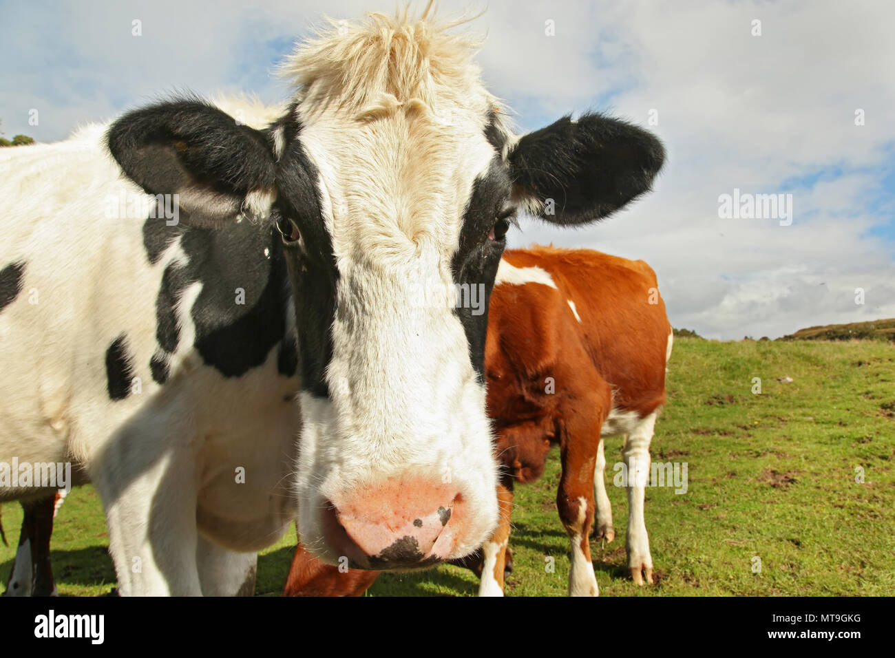 Spotted cow hires stock photography and images Alamy