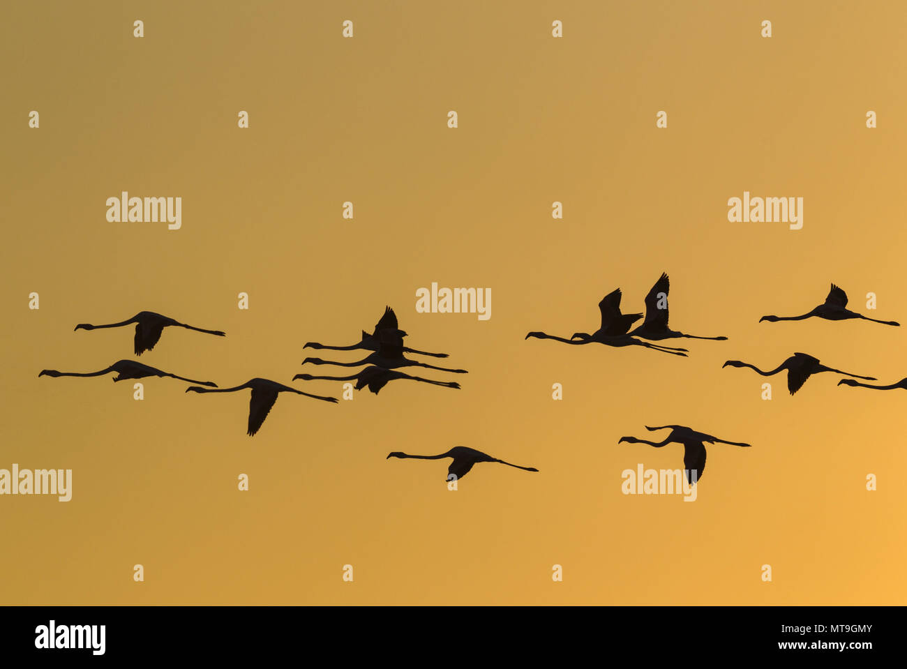 Greater Flamingo (Phoenicopterus roseus). Flying at sunset at the Laguna de Fuente de Piedra near the town of Antequera. This is the largest natural lake in Andalusia and Europe's only inland breeding ground for this species. Malaga province, Andalusia, Spain. Stock Photo