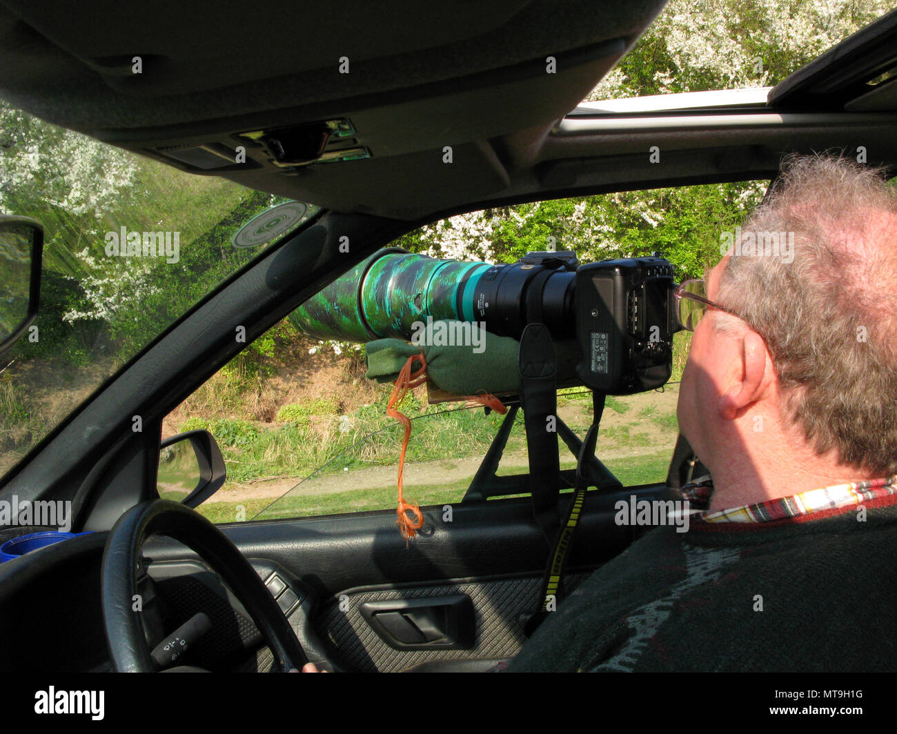 Photographing wildlife from a car. Stock Photo