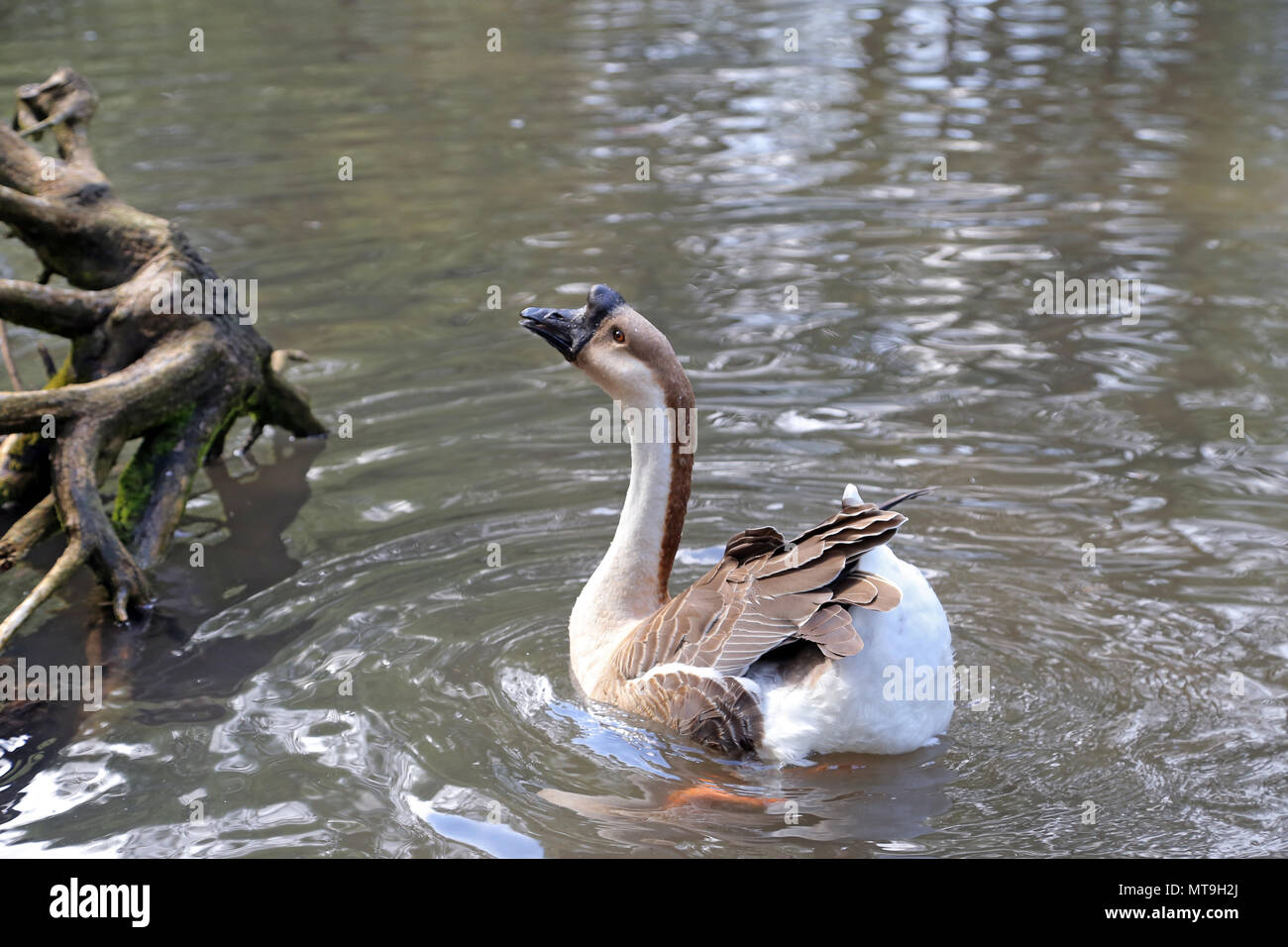 Elegant brown and white Chinese goose Stock Photo