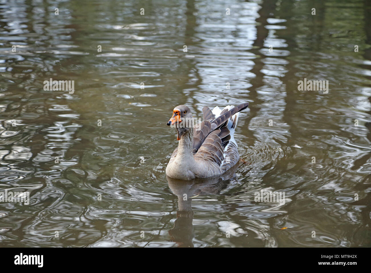 Elegant brown and white Chinese goose Stock Photo
