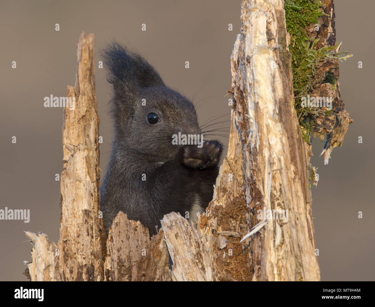 European Red Squirrel (Sciurus vulgaris). Adult on a tree stump, eating. Austria Stock Photo