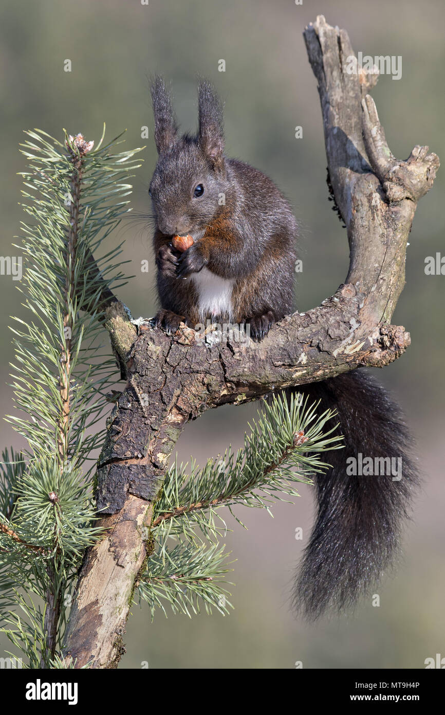 European Red Squirrel (Sciurus vulgaris). Adult on a gnarled branch, eating. Austria Stock Photo