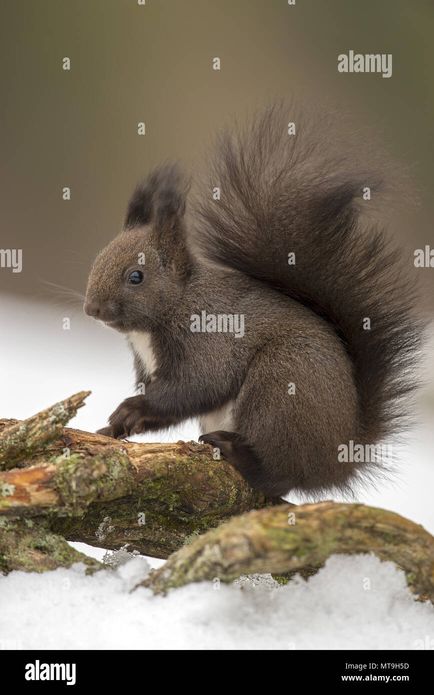 European Red Squirrel (Sciurus vulgaris). Adult on a branch lying on snow. Austria Stock Photo