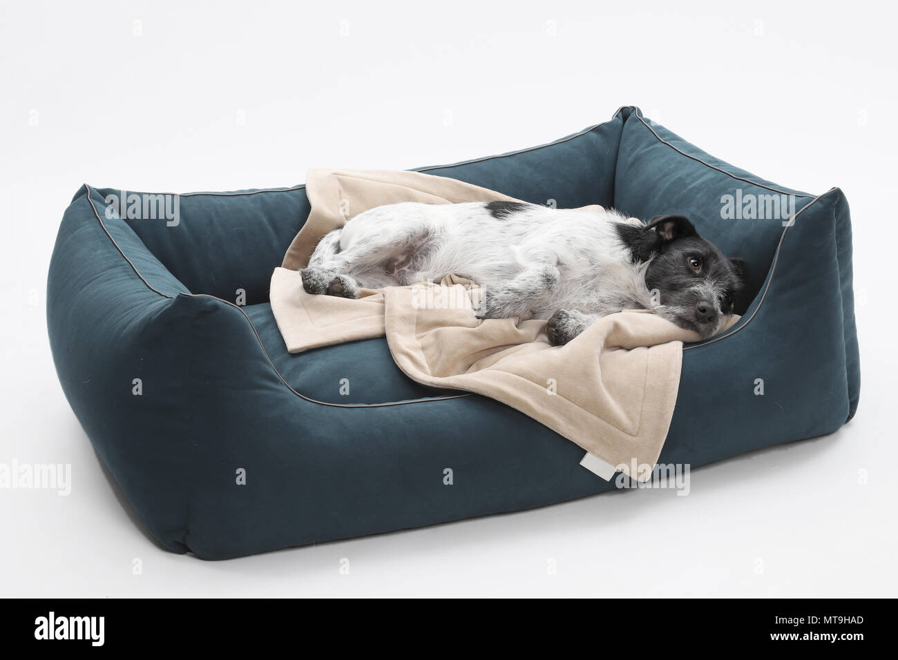 Jack Russell Terrier. Adult dog (2 years old) lying on a pet bed, with