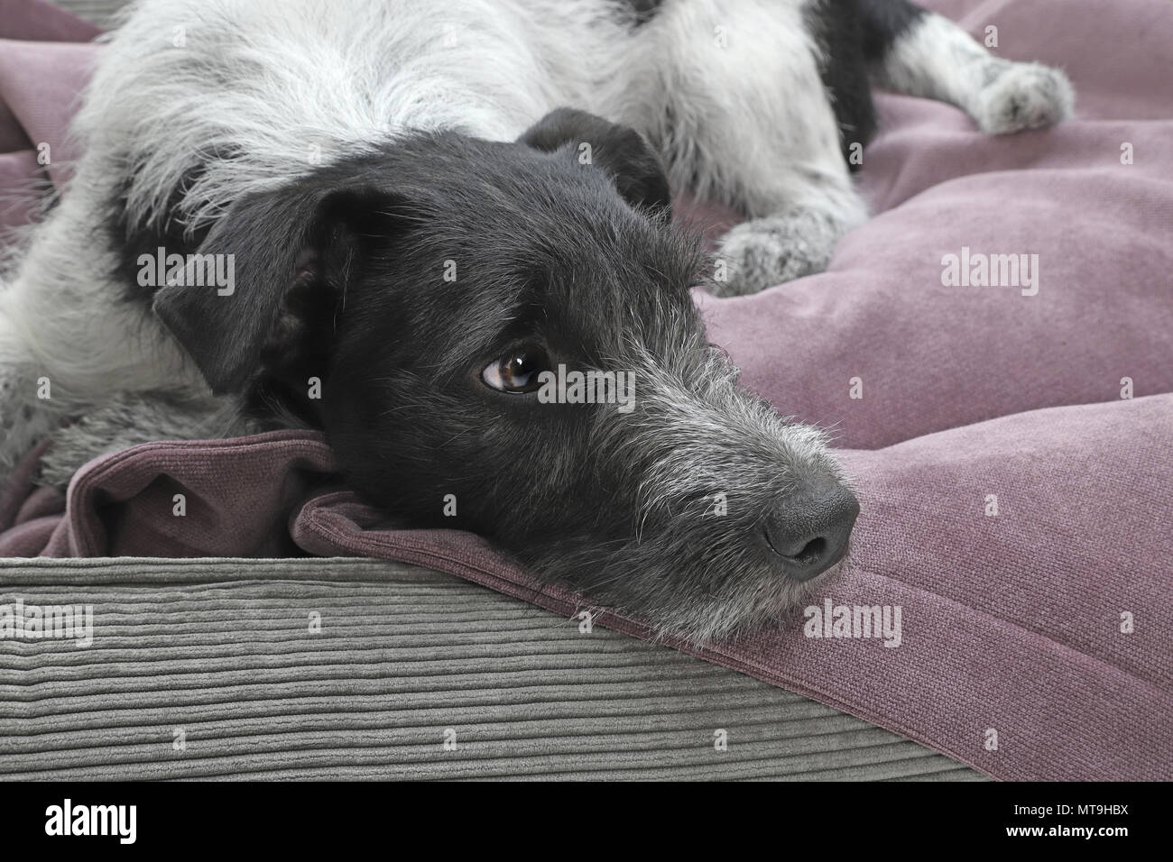 Cute One Year Old Jack Russel Terrier Puppy Folded Ears Stock