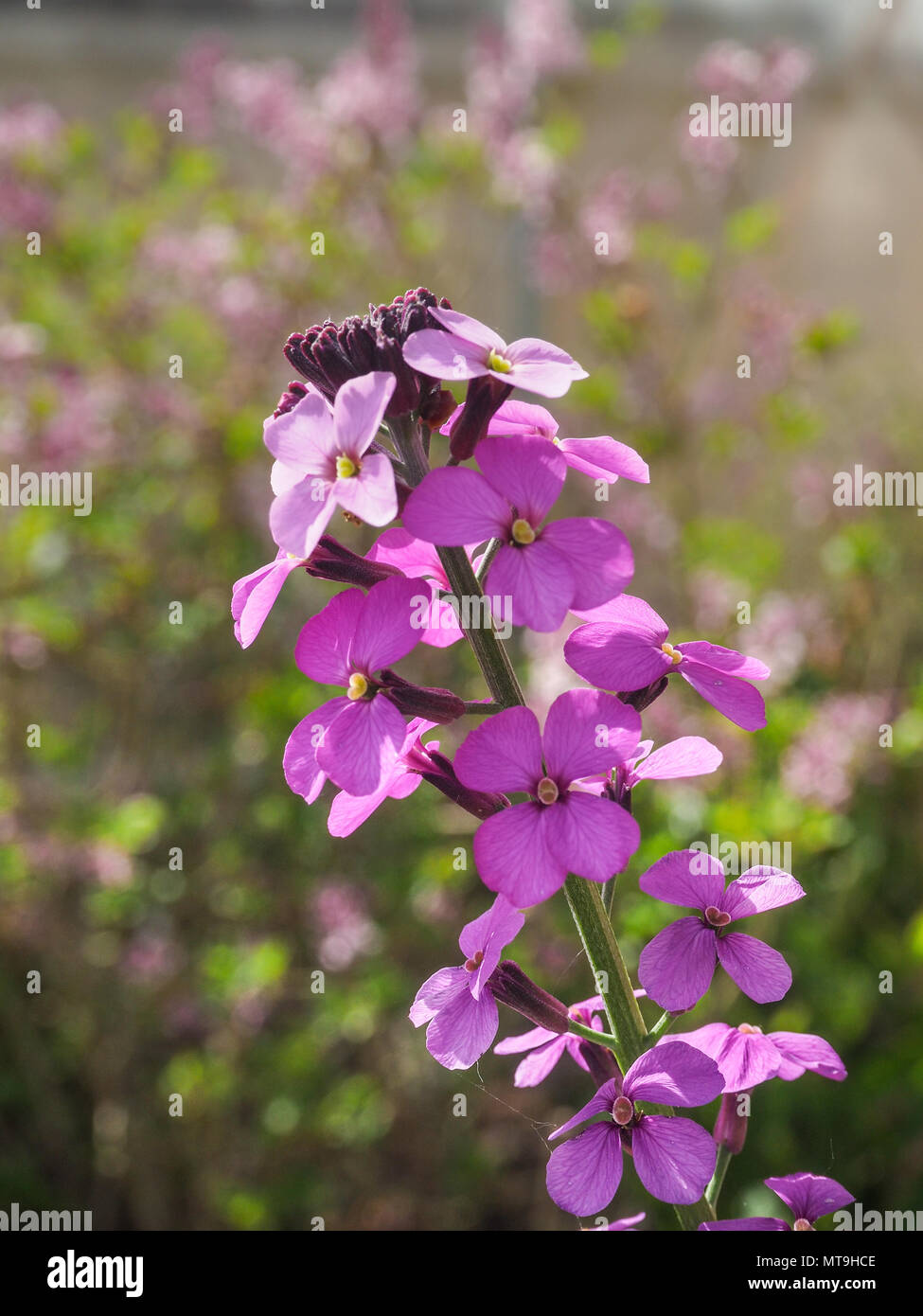 A close up of a flower head of Erysimum Bowles Mauve Stock Photo