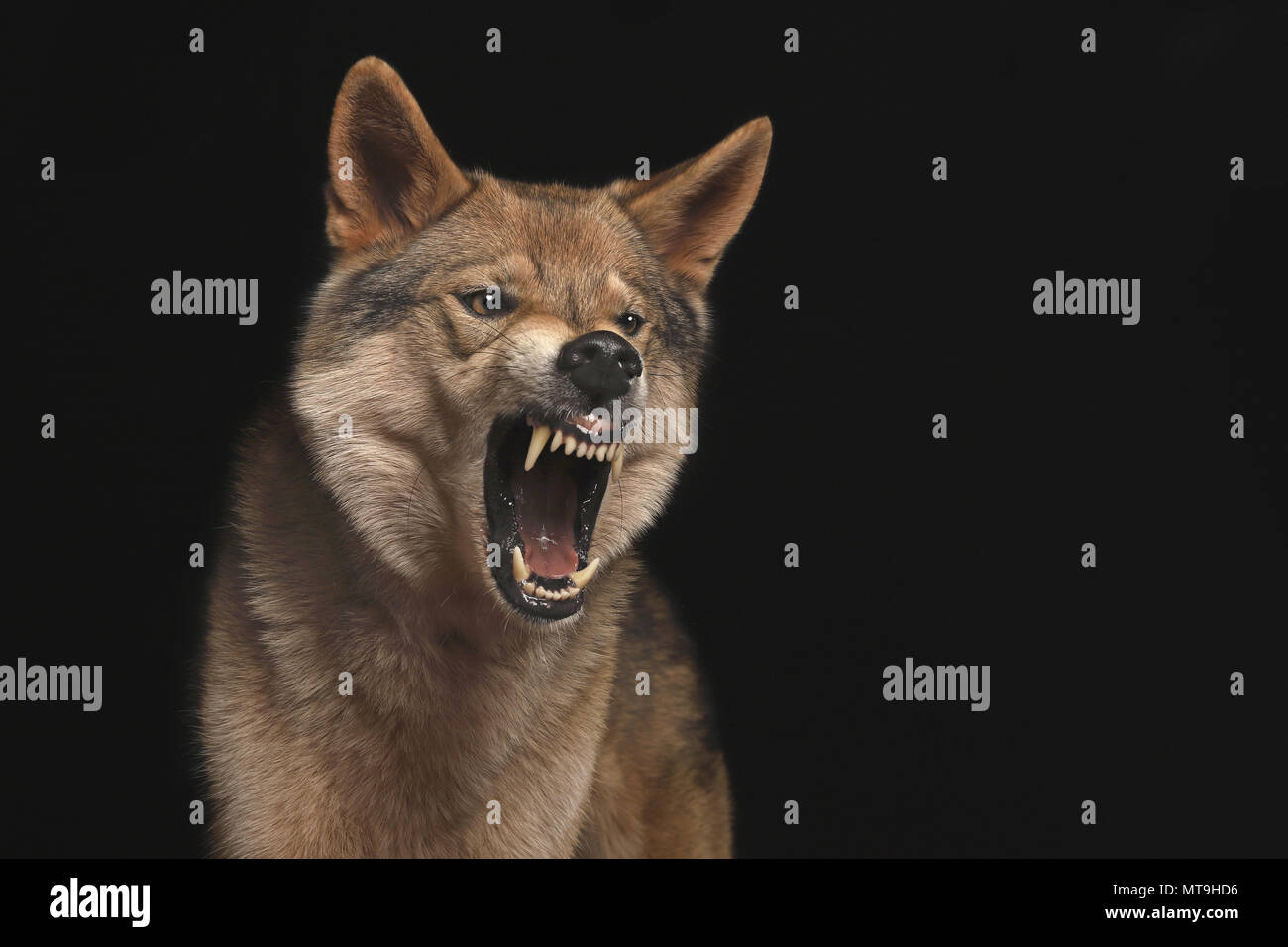 Page 3 Wolfdog High Resolution Stock Photography And Images Alamy