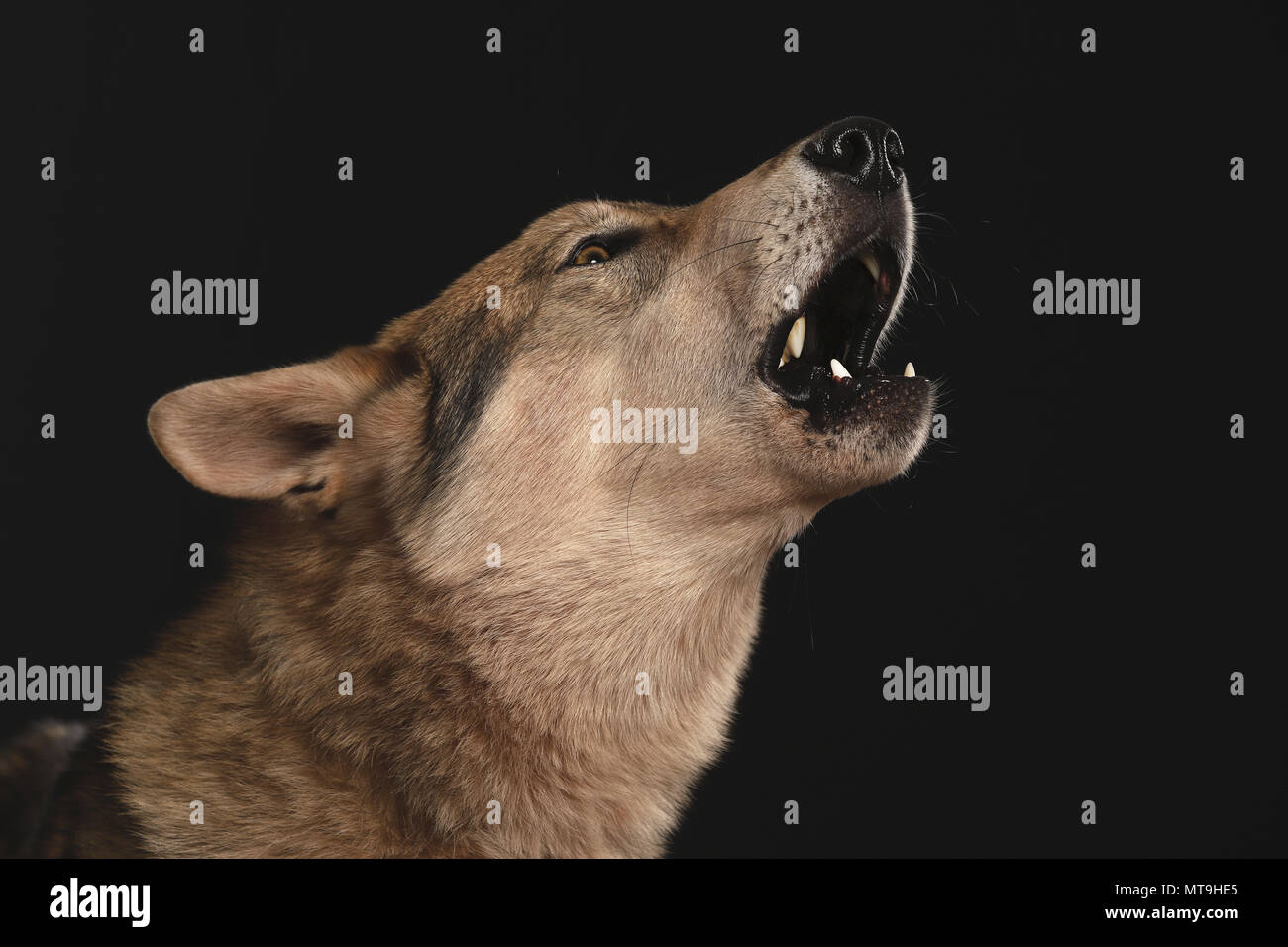 Czechoslovakian Wolfdog. Portrait of adult dog, howling. Studio picture against a black background. Germany Stock Photo