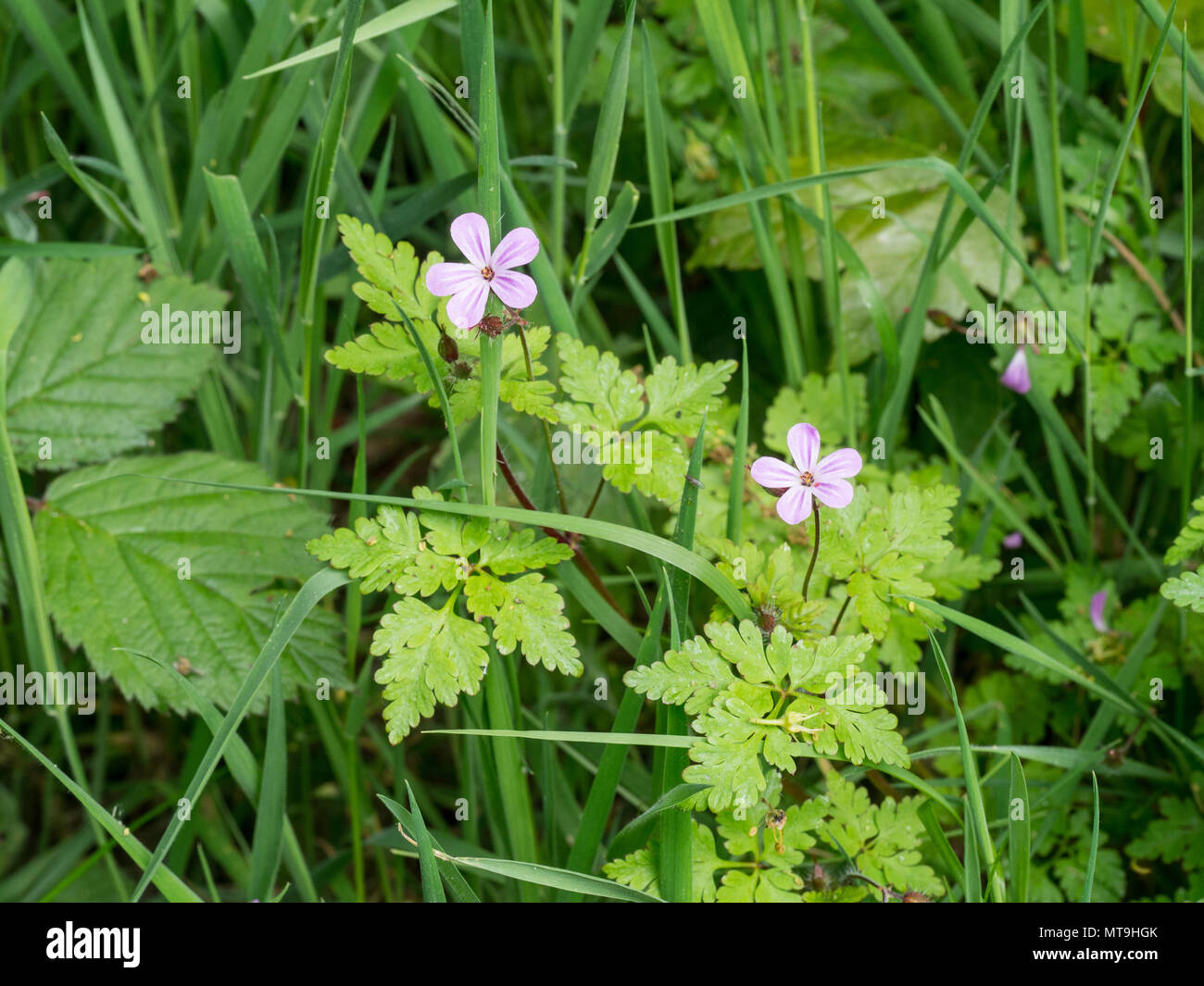 The pale pink flowers and dived foliage of herb robert Stock Photo
