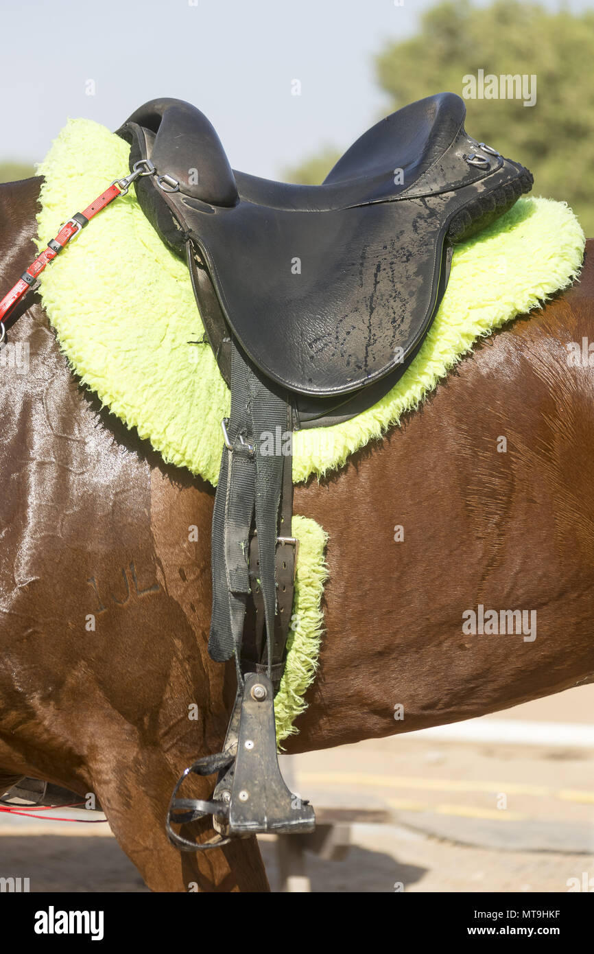 Endurance saddle. Abu Dhabi Stock Photo
