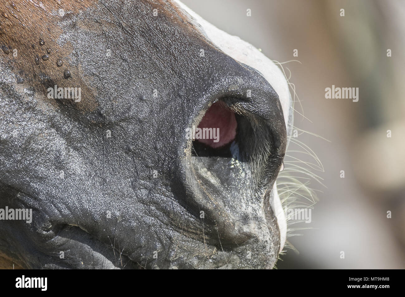 Arabian Horse. Close-up of nostrils after an endurance ride. Abu Dhabi Stock Photo
