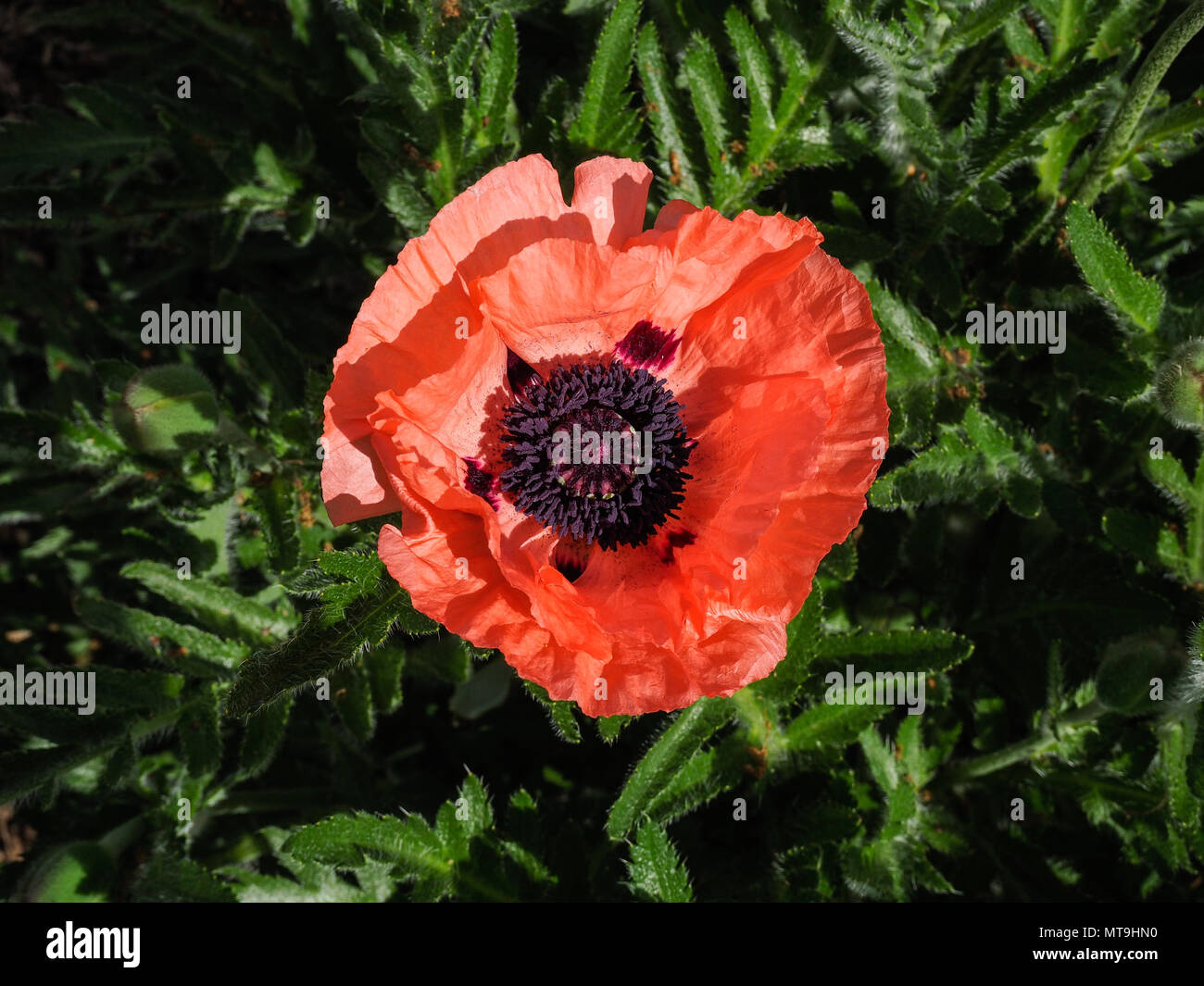 A close up of a single flower of the Poppy Fruit Puch Stock Photo
