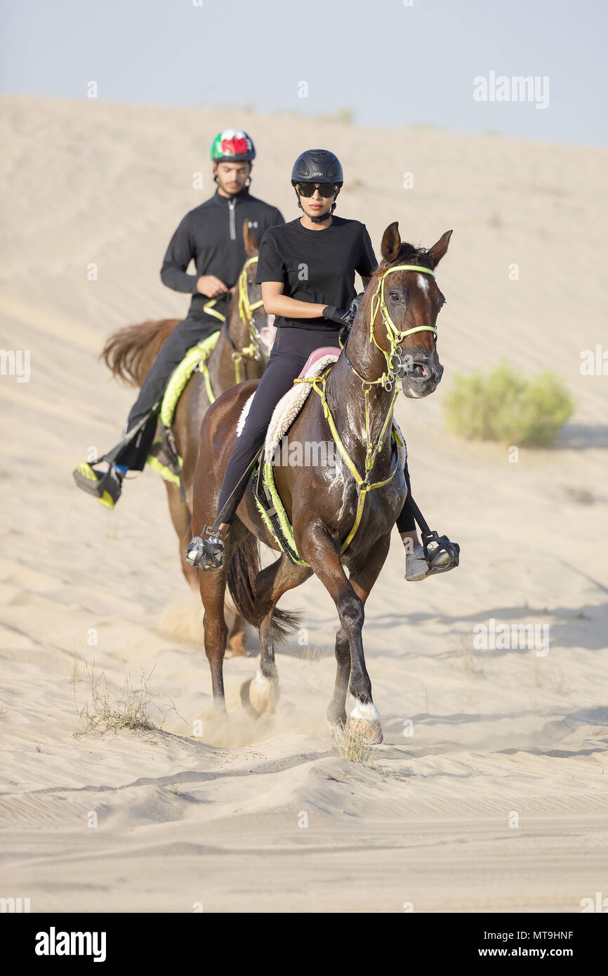 Arabian Horse. Endurance riders trotting in the desert. Abu Dhabi Stock