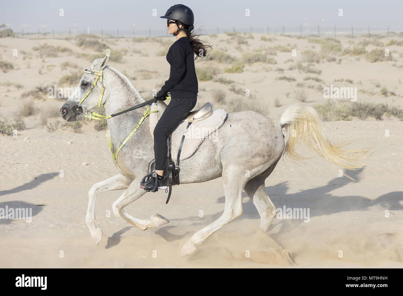 Arabian Horse.  Endurance rider galloping in the desert. Abu Dhabi Stock Photo
