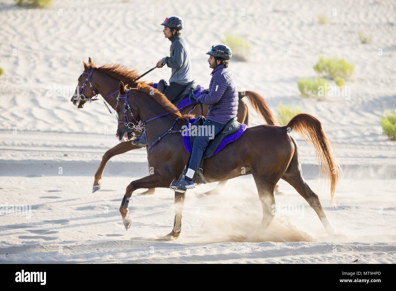 Endurance horse riding hi-res stock photography and images - Alamy